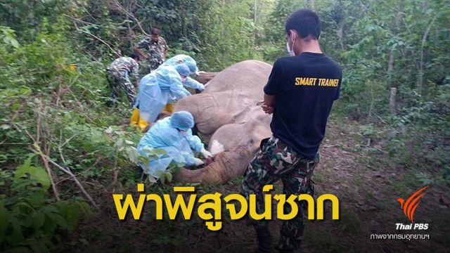 ผ่าซากช้างป่าตายในสวนยาง พบระบบทางเดินอาหารผิดปกติ