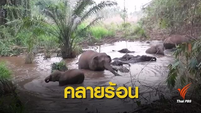 อากาศมันร้อน! โขลงช้างป่าทองผาภูมิเดินออกป่ามาเล่นน้ำ