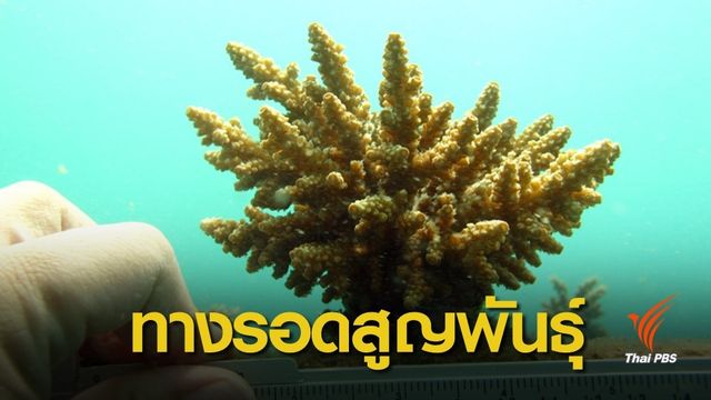 ครั้งแรกของโลก! ไทยเพาะปะการังจากสเปิร์มแช่เยือกแข็ง