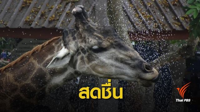 แจกไอติม-หวานเย็น-ฉีดพ่นน้ำ คลายร้อนให้สัตว์ป้องกัน "ฮีทสโตรก" 