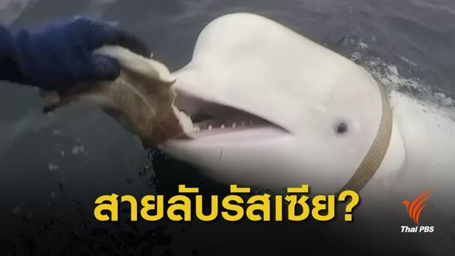 "วาฬเบลูกา" ต้องสงสัยโผล่ทะเลนอร์เวย์ คาดเป็นสายลับรัสเซีย