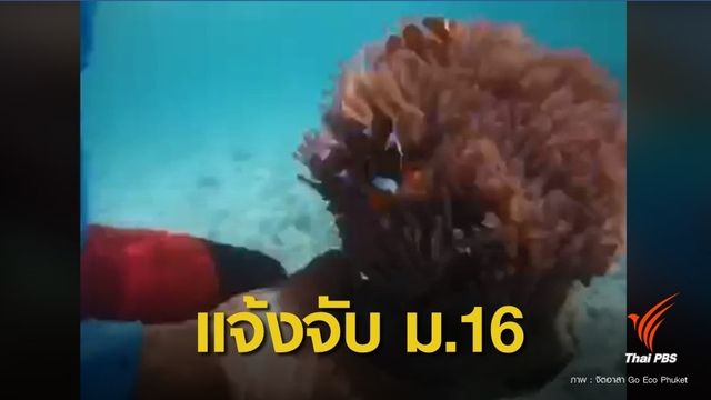 ทช.สั่งจับไกด์มือบอนล่า "ดอกไม้ทะเล" สัตว์ป่าคุ้มครองเกาะยอ 