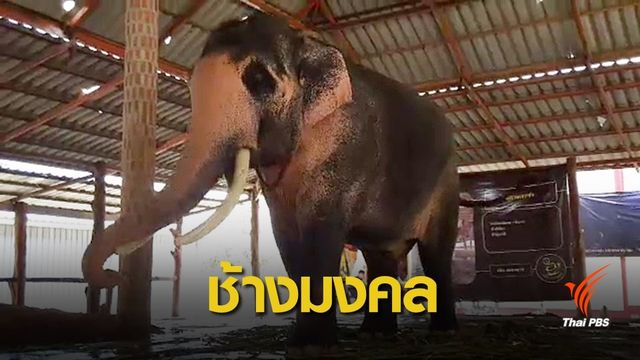 รอตรวจสอบ "พลายเอกชัย" เข้าข่ายคชลักษณ์ช้างเผือก