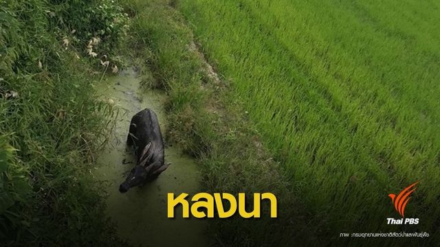 ขาดน้ำ !  "เลียงผา" พลัดหลงนาชาวบ้านตัวที่ 2 