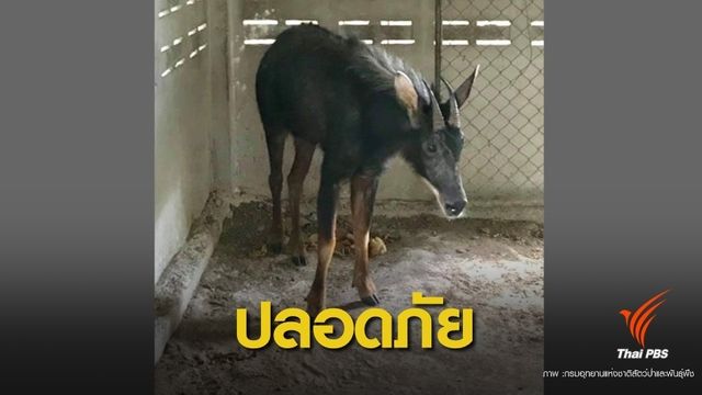 รอประเมิน 1 เดือน "เลียงผา" หลงนาก่อนปล่อยคืนป่า  