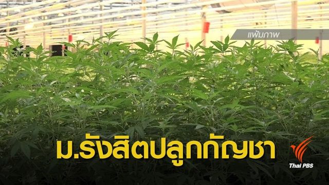 "ม.รังสิต" ได้รับอนุญาตปลูกกัญชาเพื่อการแพทย์