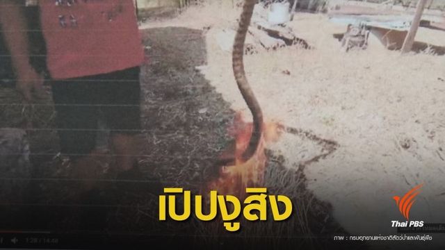 กรมอุทยานฯ ตามจับถึงบ้าน "คลิปกินงูสิง" โชว์โซเชียล  