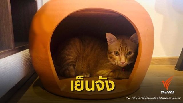 ไอเดียเจ๋ง "โอ่งติดแอร์" คลายร้อนน้องหมา-น้องแมว 