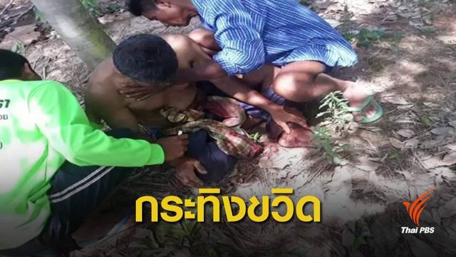 กระทิงป่าดงใหญ่ไล่ขวิดชาวบ้าน เจ็บสาหัส