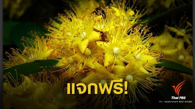 แจก! "กล้ารวงผึ้ง" ต้นไม้ประจำรัชกาลที่ 10 ในพระราชพิธีบรมราชาภิเษก