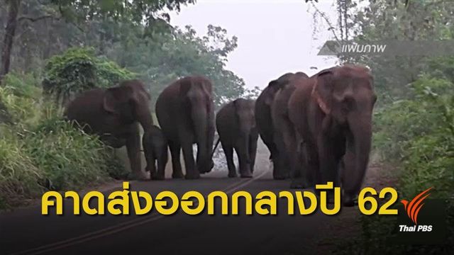 กรมการค้าต่างประเทศ ปลดล็อกส่งออกช้าง "เพื่อวิจัย-เชื่อมไมตรี"
