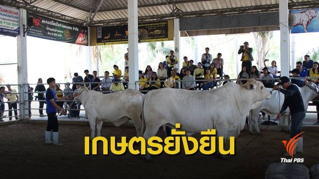"ไมซ์ชุมชน" ชูสหกรณ์โคเนื้อกำแพงแสนสายพันธุ์แรกในไทย