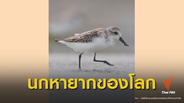 ระดมเงินบริจาคซื้อนาเกลือรักษาบ้าน "นกชายเลนปากช้อน"