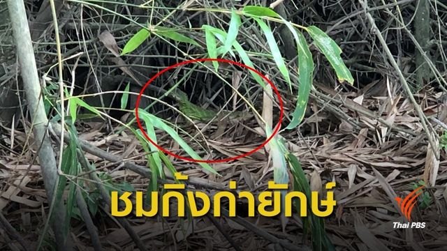 เที่ยวระยอง! นั่งสามล้อชมสวนผลไม้ ล่องเรือหากิ้งก่ายักษ์