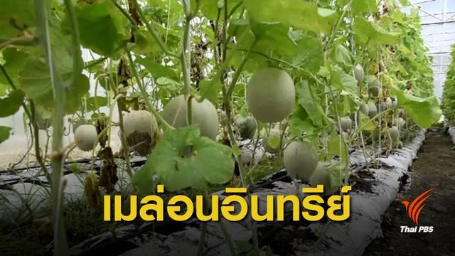 ชาวสวนกระบี่หันปลูก "เมล่อนอินทรีย์" หลังราคาปาล์มตกต่ำ