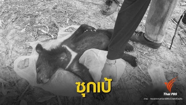 ซุกซาก "ลูกหมีควาย" ใส่เป้ถูกจับกลางป่าทับลาน  