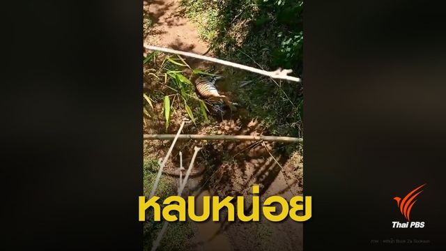 ระทึก! ครูโพสต์นาทีเจอ "เสือโคร่ง"กลางป่าทุ่งใหญ่ เผ่นหนีขึ้่นต้นไผ่