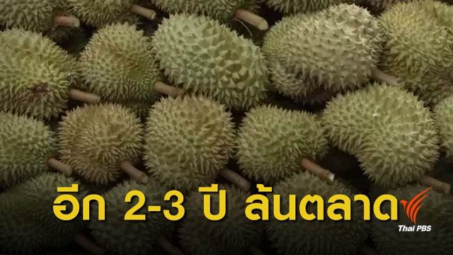 ชาวสวนหวั่นทุเรียนล้นตลาด เสนอ ก.พาณิชย์ช่วยหาตลาดส่งออก 