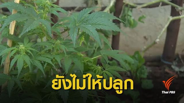 อย.เตือนระวังถูกหลอกจ่ายเงินร่วมปลูกกัญชา