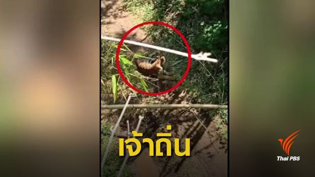 "วิเชียร" ยืนยันเสือโคร่งขวางถนนไม่ใช่ "เสือเลี้ยง"  