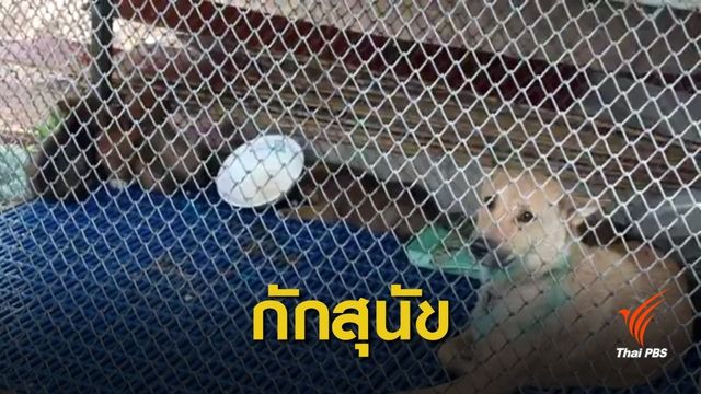 กักสุนัขกัดหญิงต้องตัดขาตรวจสอบพิษสุนัขบ้า 14 วัน