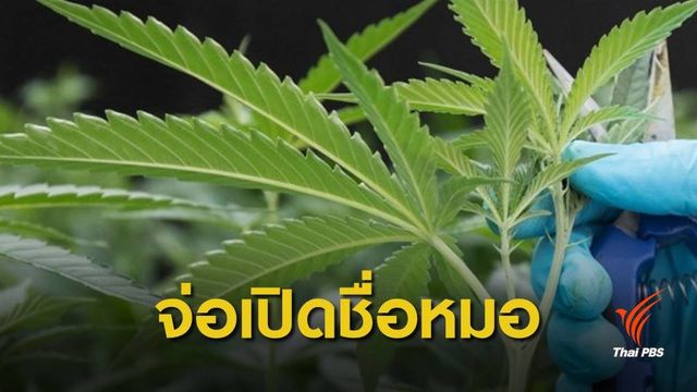 อย.จ่อประกาศชื่อ "หมอ" สั่งจ่ายกัญชาทางการแพทย์