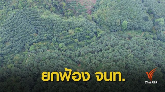 ยกฟ้อง 15 จนท.กรมอุทยานฯ คดีจับ บ.ปาล์มไทยรุกป่า 2,600 ไร่