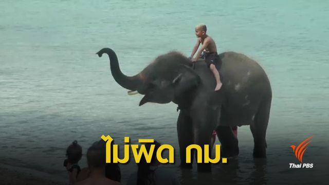 ปางช้างรอด ! ไม่เจอปะการังพัง คลิปทัวร์พาช้างเล่นน้ำทะเลภูเก็ต 