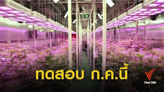 อภ.เตรียมทดสอบน้ำมันกัญชากับผู้ป่วย เดือน ก.ค.นี้