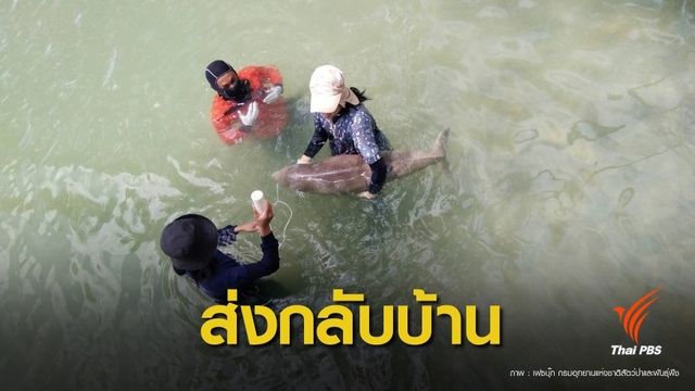 ส่งลูกพะยูนเกยตื้นกลับบ้าน "เกาะลิบง" 