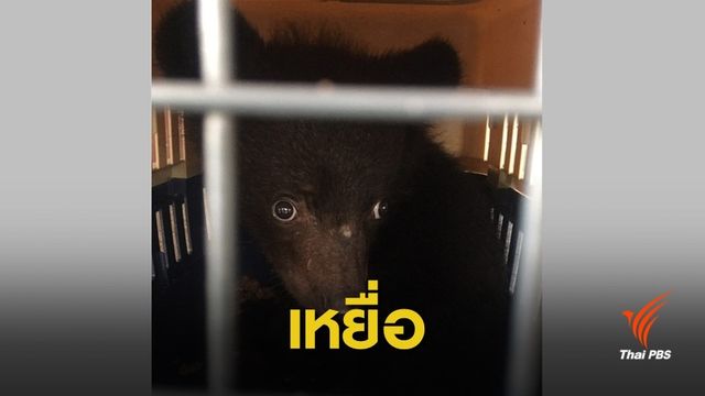 ล่อซื้อ "ลูกหมีควาย" รอดเหยื่อค้าสัตว์ป่าออนไลน์