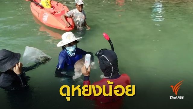 ครั้งแรก ! ป้อนนม-สอนว่ายน้ำ  "มาเรียม" ลูกพะยูนหลงแม่