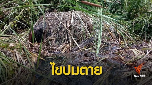ผ่าซาก “ลูกช้างป่า” ไม่ตัดปมสารเคมี-ถูกยิงทิ้ง