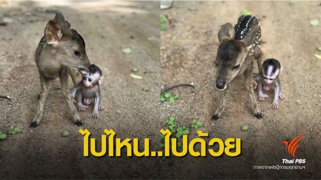  มาเล่นกันเถอะ "ลูกเนื้อทราย-ลิงแสม" เพื่อนรักต่างสายพันธุ์ 