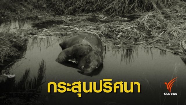 เร่งหาคำตอบ 2 ลูกช้างป่าจมน้ำตาย-เจอกระสุนฝังลำตัว 