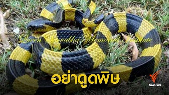  ต้องรู้! 4 ข้อห้ามถูกงูกัด ห้ามดูดพิษ-กรีดแผล-ขันชะเนาะ-ไฟจี้