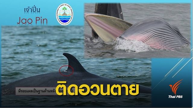 ทช.สรุป "เจ้าปิ่น" วาฬบรูด้าติดอวนจมน้ำตาย-ไม่พบพลาสติก
