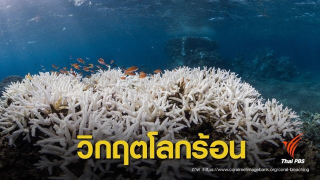 วิกฤต! โลกร้อนกระทบทั่วโลกเผชิญปะการังฟอกขาว 3 ปีซ้อน
