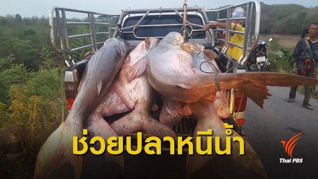 ช่วยชีวิตปลาบึก! เจอน้ำแห้งขอดอ่างแม่คำปอง