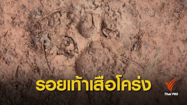 พบรอยเท้าเสือโคร่งในป่าทับลาน จ.นครราชสีมา