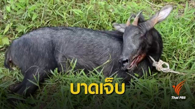 พบ "เลียงผา" บาดเจ็บสาหัส คาดตกจากรถยนต์แอบมาปล่อย 