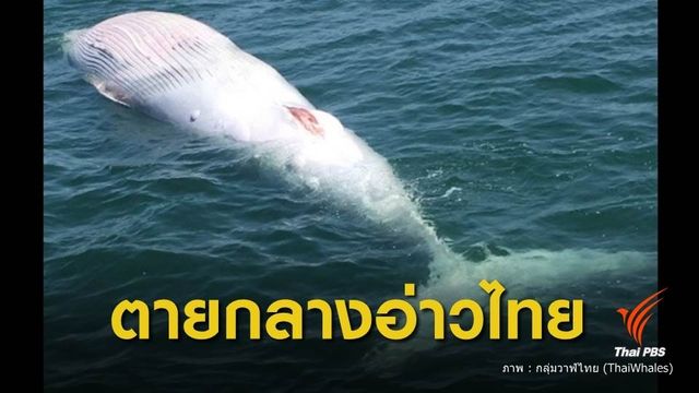 วาฬบรูด้า ตายกลางทะเลอ่าวไทย