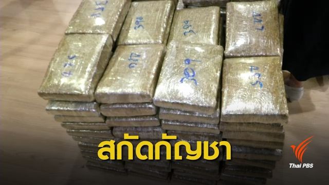 ผลสกัดกัญชาของกลาง 22 ตัน ได้กัญชาบริสุทธิ์แค่ 7 กิโลกรัม