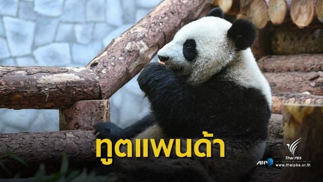 “สี จิ้นผิง” มอบ 2 แพนด้า เป็นทูตเชื่อมสัมพันธ์รัสเซีย