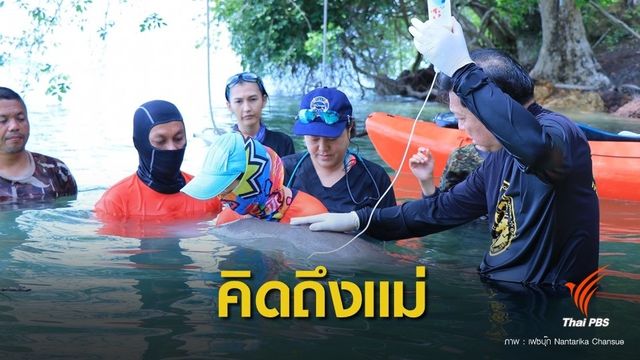 ลูกพะยูน "มาเรียม" ยึดเรือแคนูสีส้มแทนอ้อมกอดแม่ 
