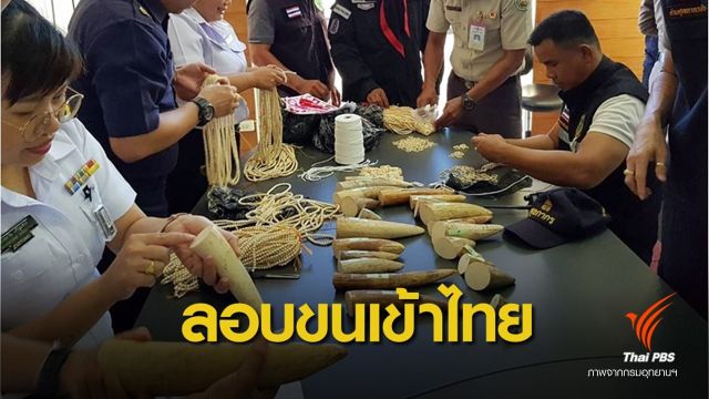 ตรวจยึด "งาช้าง" ซุกรถทัวร์คาด่านช่องเม็ก มูลค่านับ 10 ล้านบาท