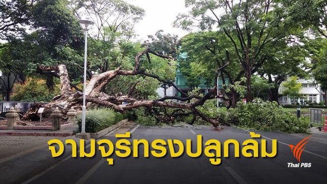 ชาวจุฬาฯ เศร้า พายุฝนกระหน่ำ "จามจุรีทรงปลูก" ล้ม ยกต้นคืนไม่ได้