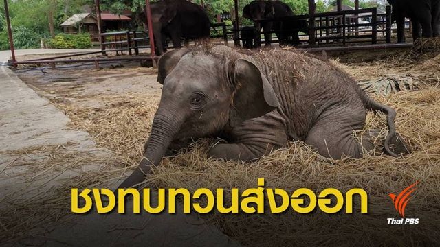 “นิกร” เสนอชะลอระเบียบส่งออกช้าง