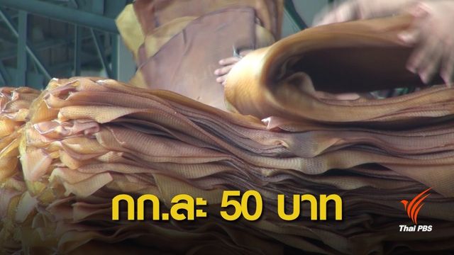 ราคาดีขึ้น! ชาวสวนยางแนะรัฐบาลชุดใหม่ เพิ่มนโยบายกระตุ้นราคา
