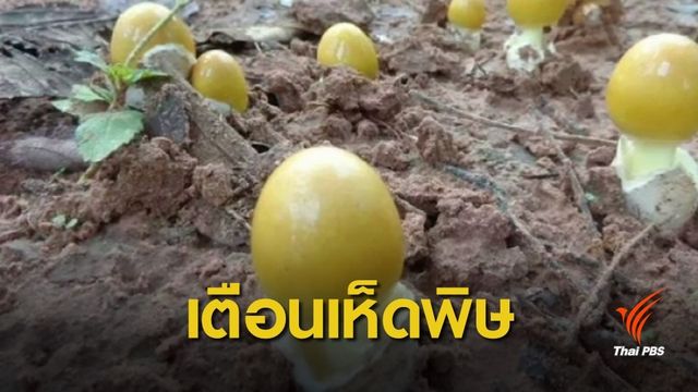 เตือนกินเห็ดป่าช่วงฤดูฝน เสี่ยงอันตรายเจอเห็ดพิษ
